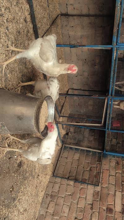 pure aseel shamo eggs for sale