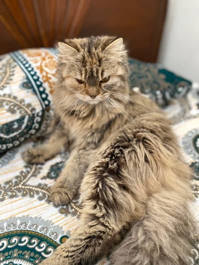 Brown Persian cat
