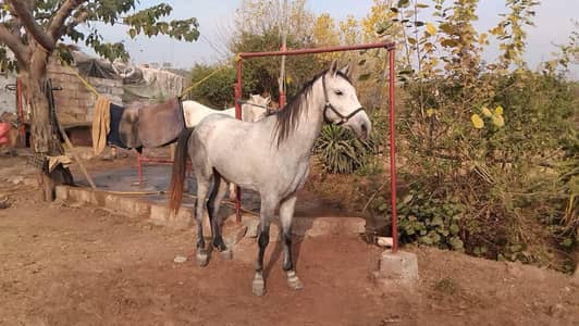 grey mixbred gelding