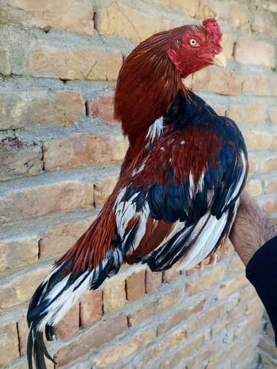 Amroha line zero size pair