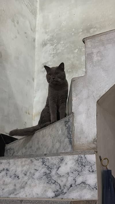 male British short hair cat