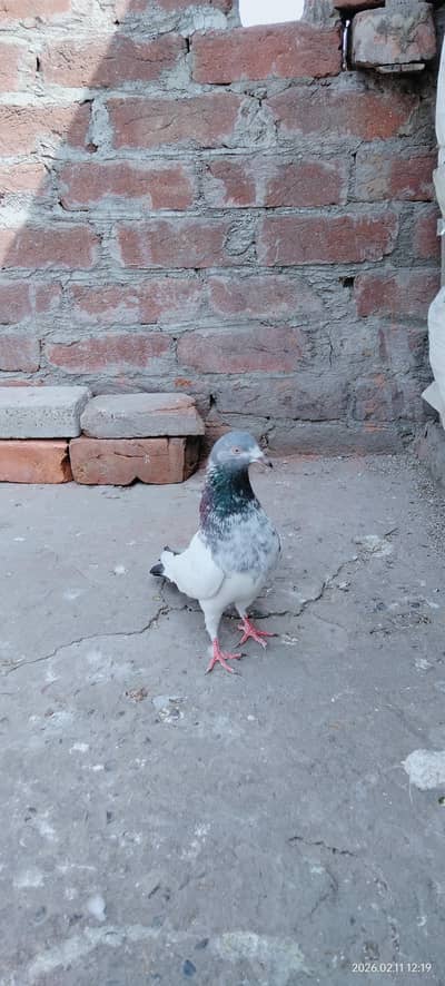 Hi quality Teddy goldan crose female