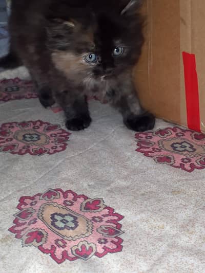Beautiful Persian Female Cat for Sale