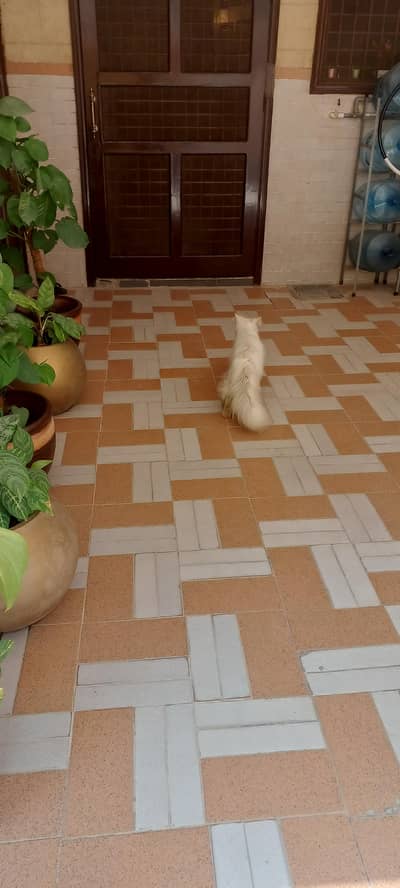 white colour brown eyes