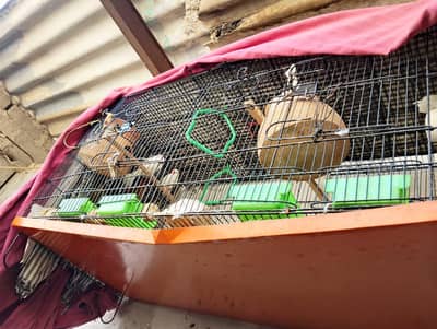 jawa 10pice cage k Sath cage ok he new he