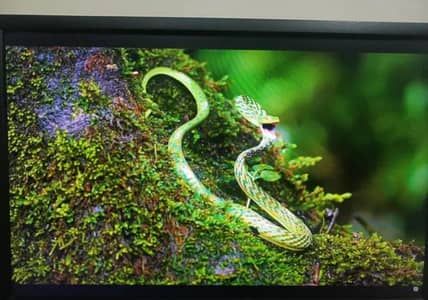 Dell U2412M 24 Inch WUXGA Monitor