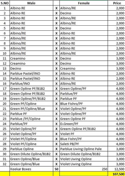 Love birds, Cocktails, & Sunconures