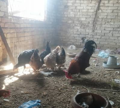 murga or 5 golden misri murgiya egg leying for sale