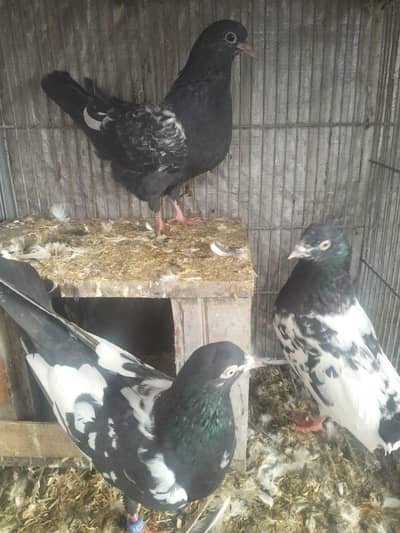 urgent sale pr pice 1000