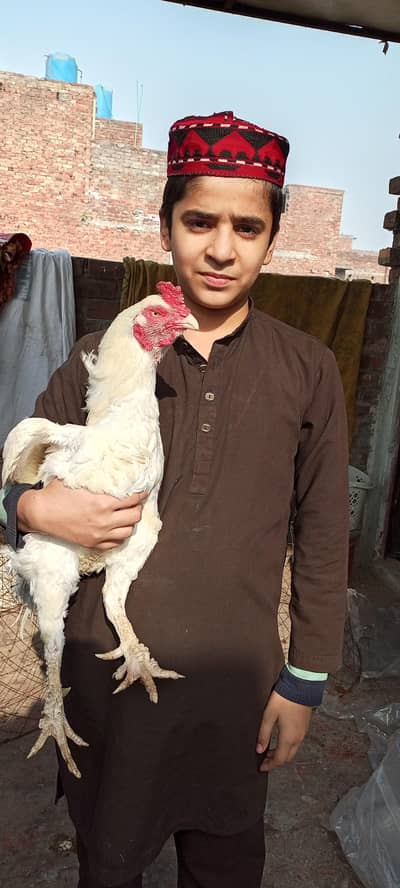 Paper white Heera trio /Heera murga /Heera murgi /Heera chicks  Heera