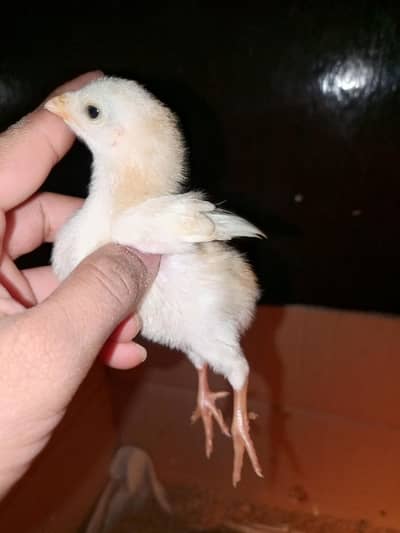 Paper white Heera trio /Heera murga /Heera murgi /Heera chicks  Heera