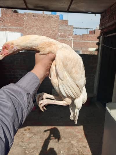 Paper white Heera trio /Heera murga /Heera murgi /Heera chicks  Heera