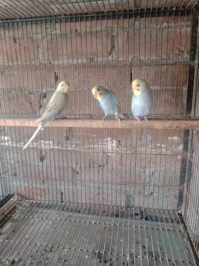 rainbow color budgies ha