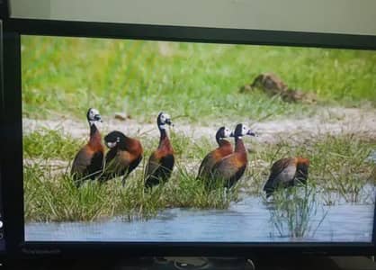 Lenovo T2224PD 22 Inch Full HD IPS Monitor