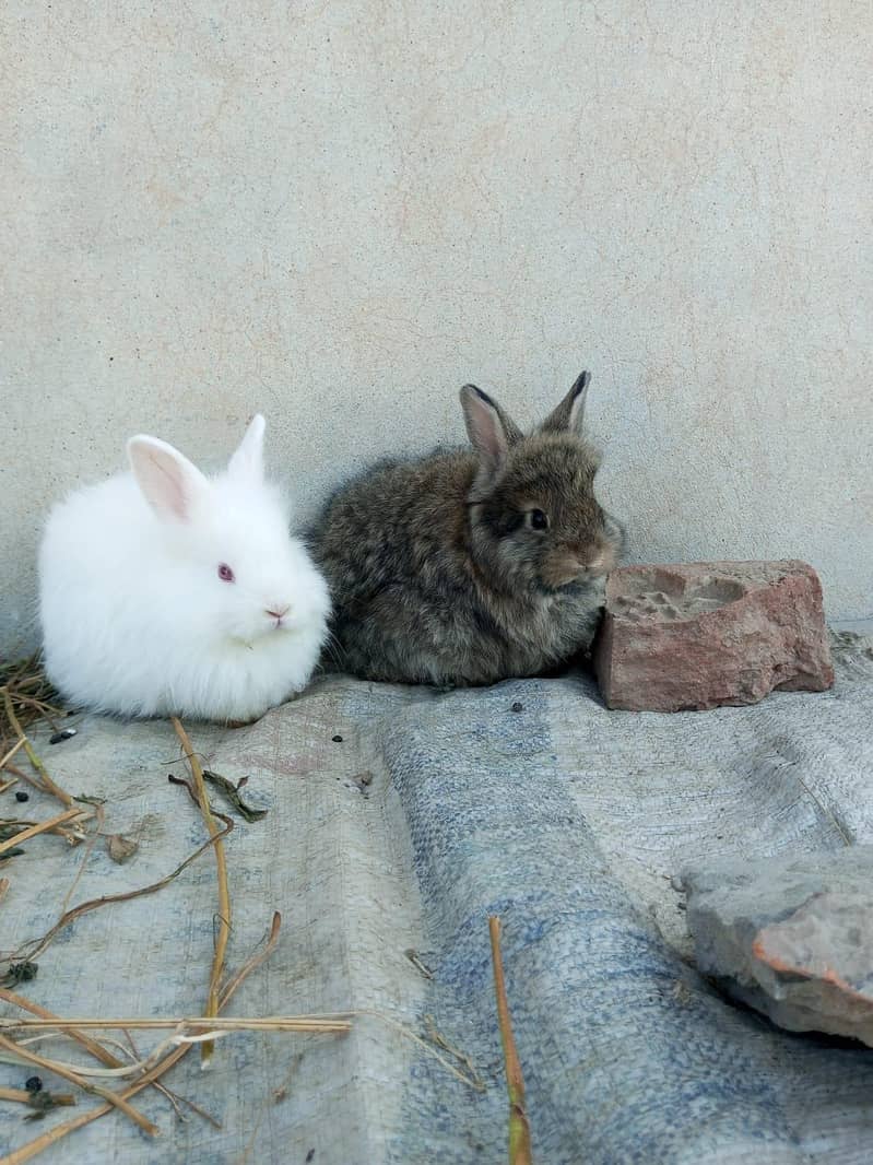 Rabbits 2