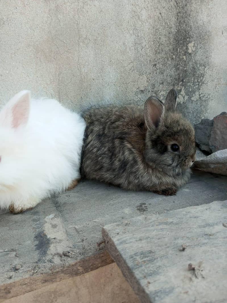 Rabbits 4