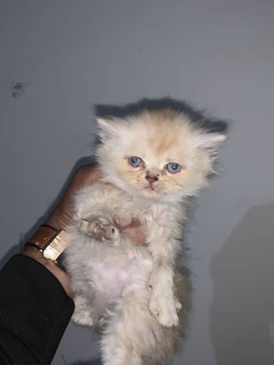 Punch face kittens for sale
