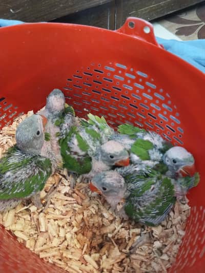 local breed Pahari original