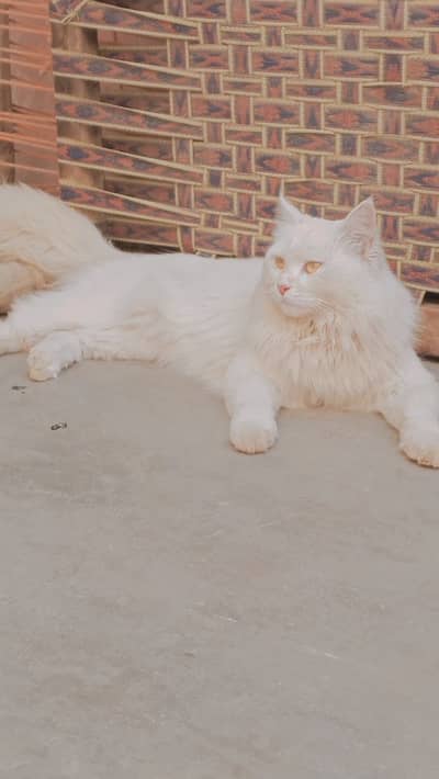 Male cat Persian