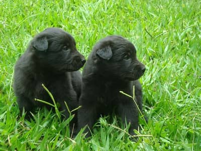 Black German Shepherd Pair | GSD | German Shepherd long coat pupy