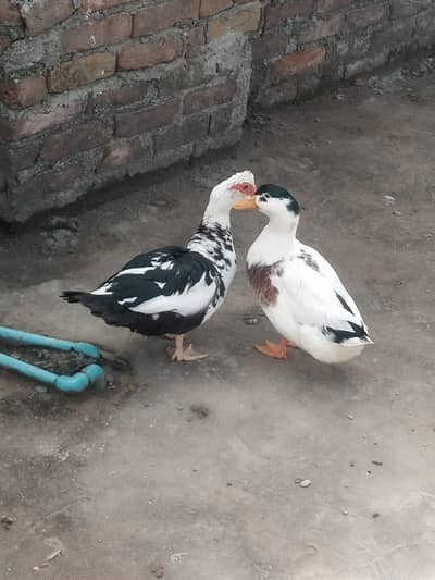 Muscovy Ducks Pair Ghar Kk Breed ha kam peso ma dy rha hu