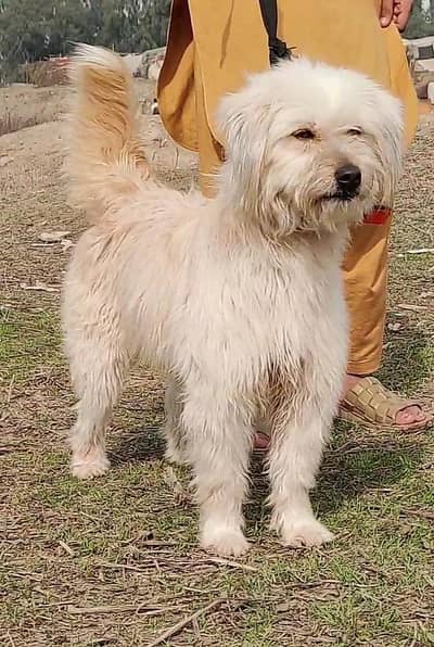 Russian female puppy available for sale