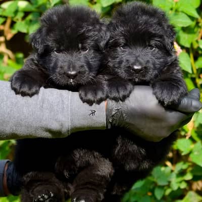 Black German Shepherd Pair | GSD | German Shepherd long coat pupy