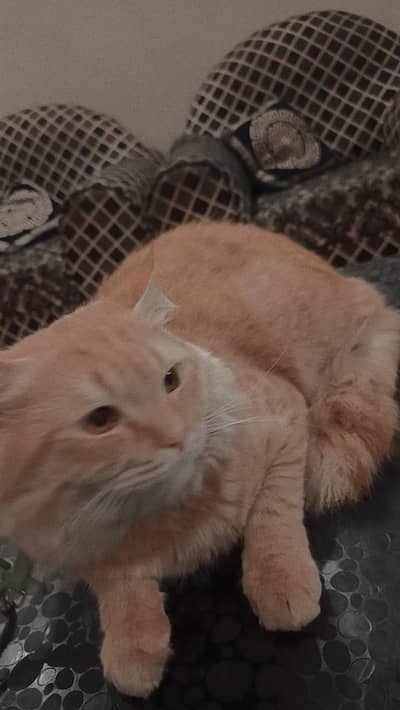 pershian male cat for sale