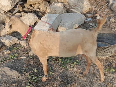 Goats, Bucks & Kids Available | Pure Breed | Home Raised