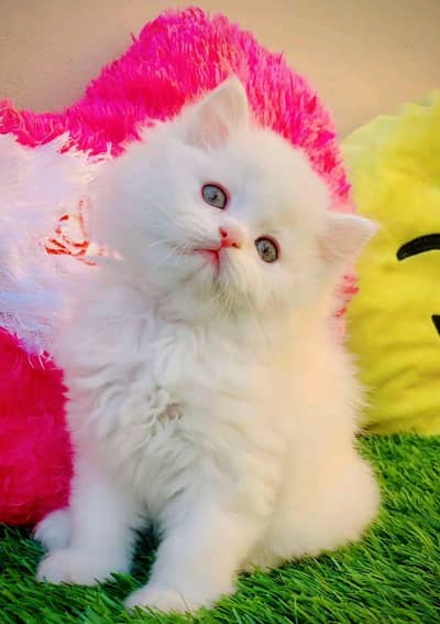 Persian cat 2month age vacation My WhatsApp number 0327*50*71*723