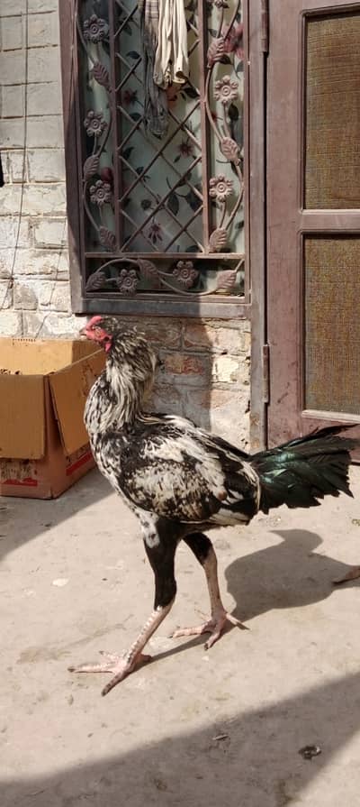 Aseel Mix Desi Murghay