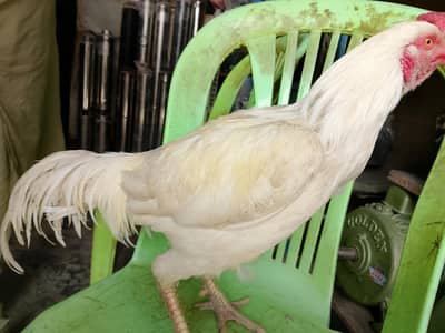 ہیرا نسل ہے