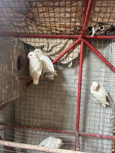 Albino red eyes pair