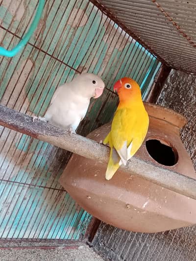 lovebird 2 Pairs breedar Split