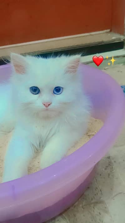 persian kitten