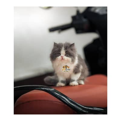 Persian British punch face piki face kitten cat available