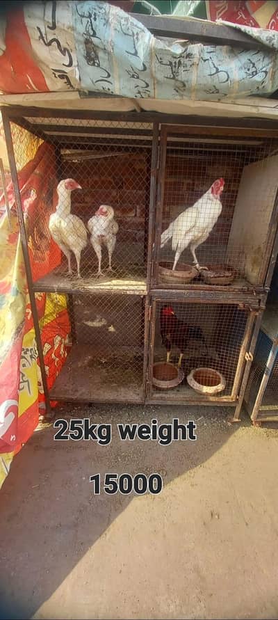 shooters, cages, broders