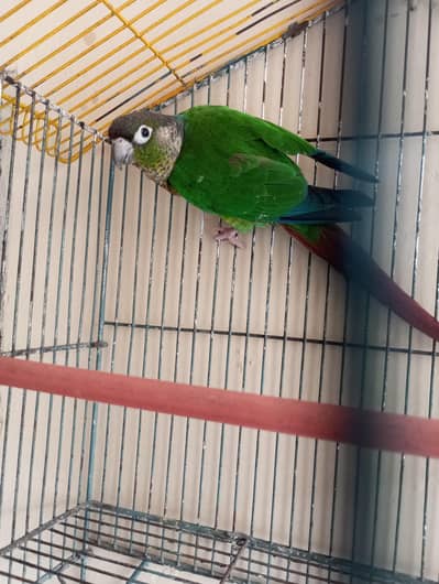 breeder conore female