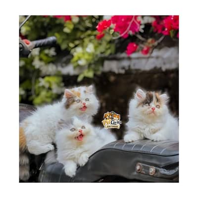 Persian British punch face piki face kitten cat available