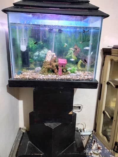aquarium 2ft with fishes