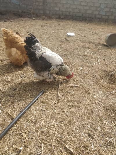 java buff male and golden buff female