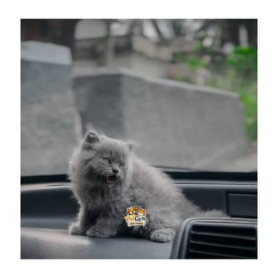 Persian British punch face piki face kitten cat available