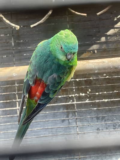 Premium RED PLUM PARROT