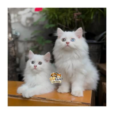 Persian British punch face piki face kitten cat available
