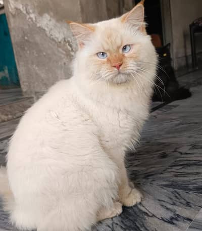 triple coat punch face