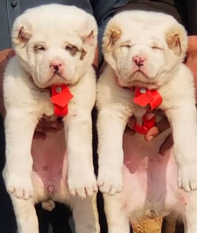 Alabai Afghan Kochi full Best security dogs for sale available