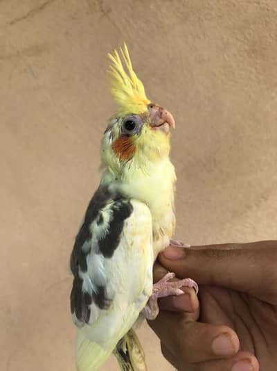 pearl & v pied cocktail chicks for hand tame cockatiel