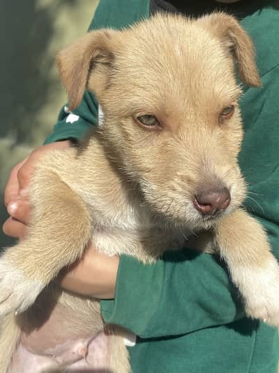Cute little pup with green eyes for sale,mixed bread