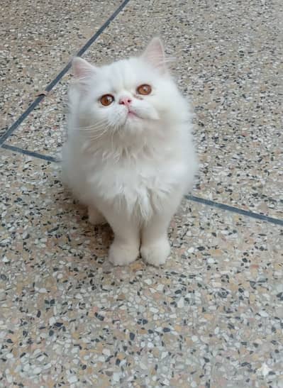 Peke,Peki,Peki Persian kitten