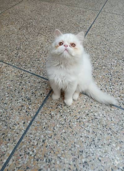 Persian Peke Kitten